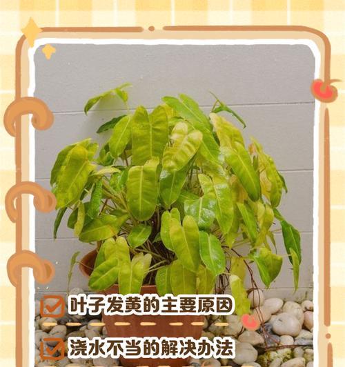花的叶子发黄是什么原因？应该如何处理？