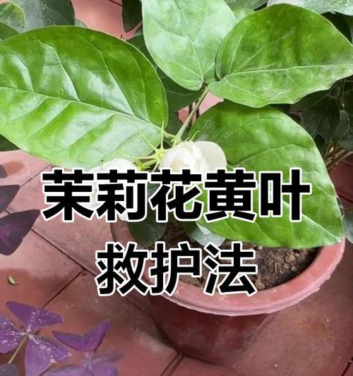 花的叶子发黄是什么原因？应该如何处理？