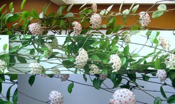 球兰花如何养护才能更好地开花？有哪些秘诀？