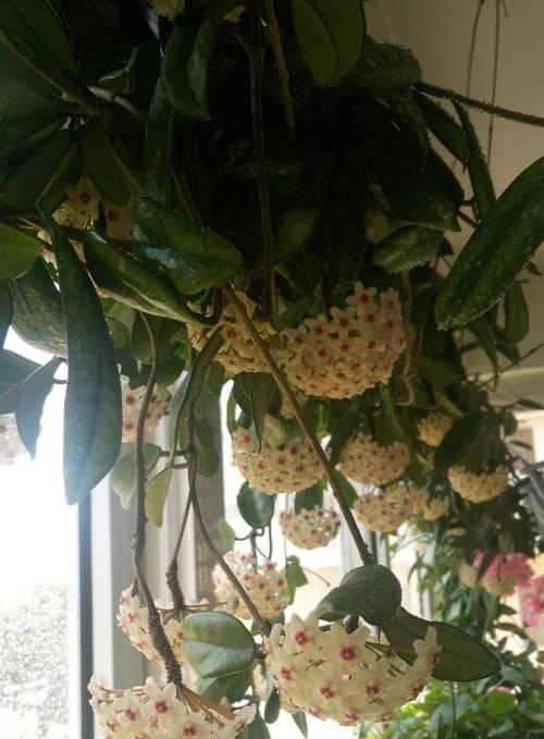球兰花如何养护才能更好地开花？有哪些秘诀？
