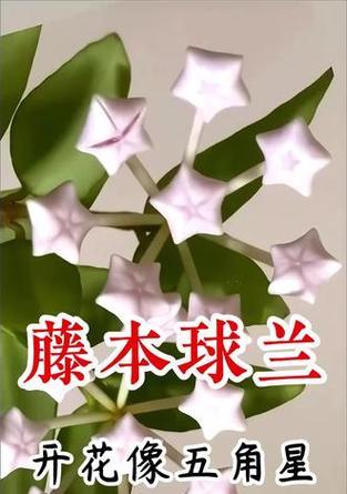 球兰花如何养护才能更好地开花？有哪些秘诀？