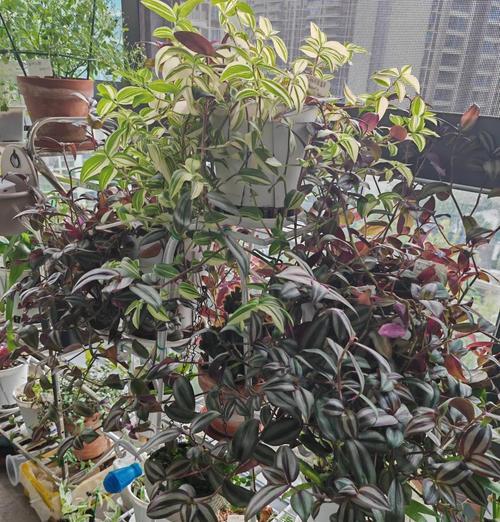 吊竹梅如何养殖？如何更好地观赏？
