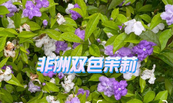 非洲茉莉如何养护？从生物特性到日常管理需要注意什么？