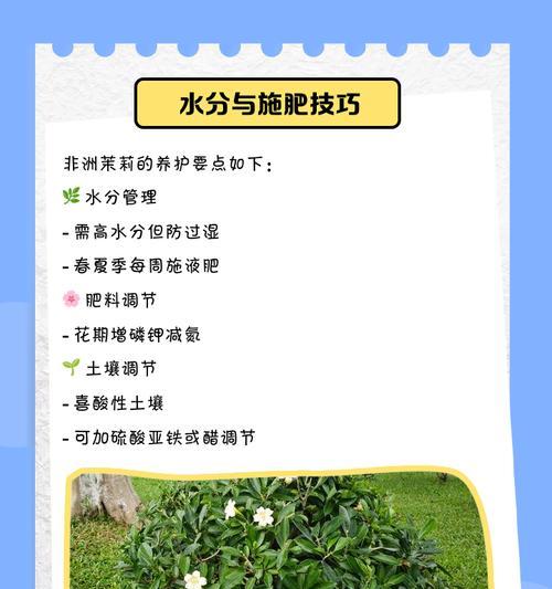 非洲茉莉如何养护？从生物特性到日常管理需要注意什么？