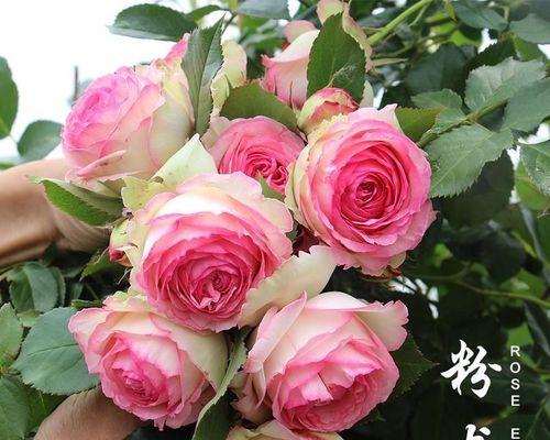 庭院美化必备的月季有哪些？它们的养护方法是什么？
