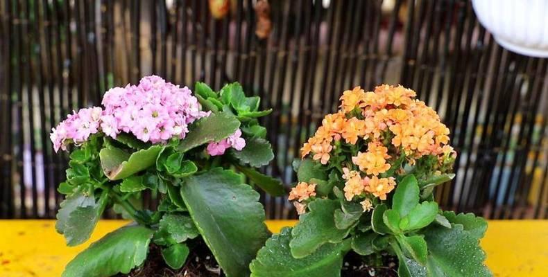 米兰花三月修剪的奥秘全知晓！花卉养护新攻略？