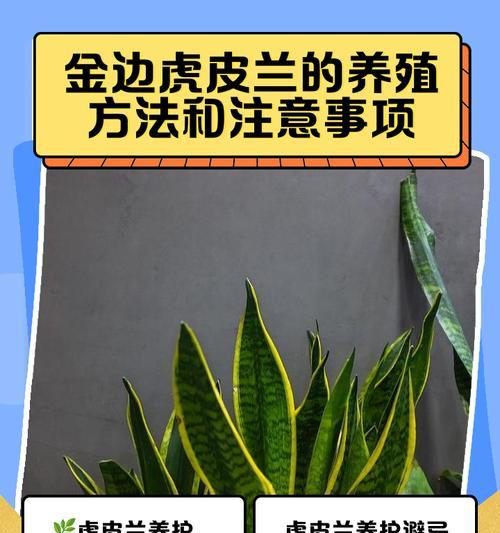 金边虎尾兰的繁殖方法有什么？