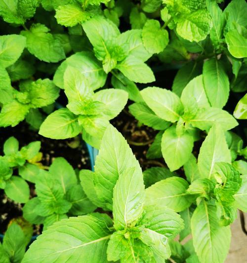 观音莲品种介绍：大盆茂盛小盆精致？