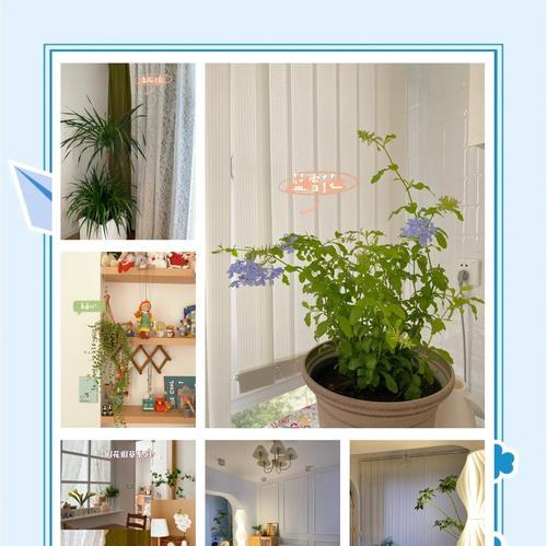 绿植养护技巧：让你的家更绿意盎然？