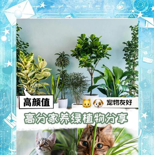 绿植养护技巧：让你的家更绿意盎然？