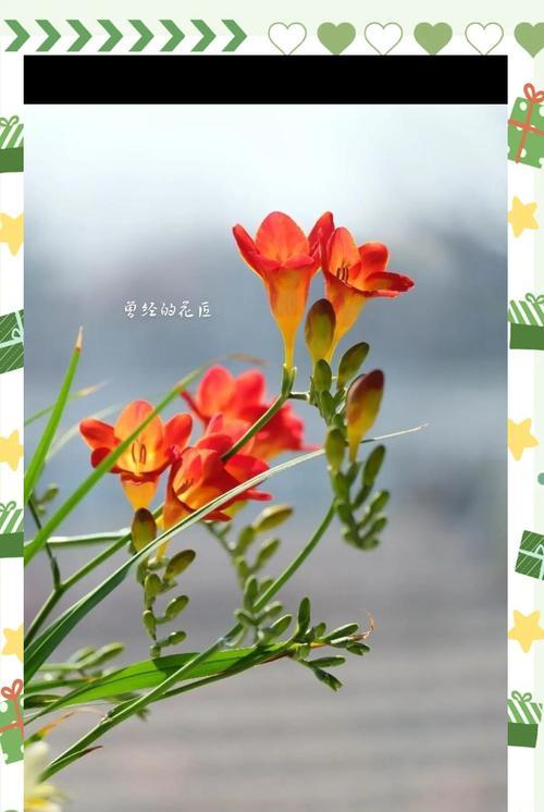 秋季种植和养护香雪兰的全面指南？
