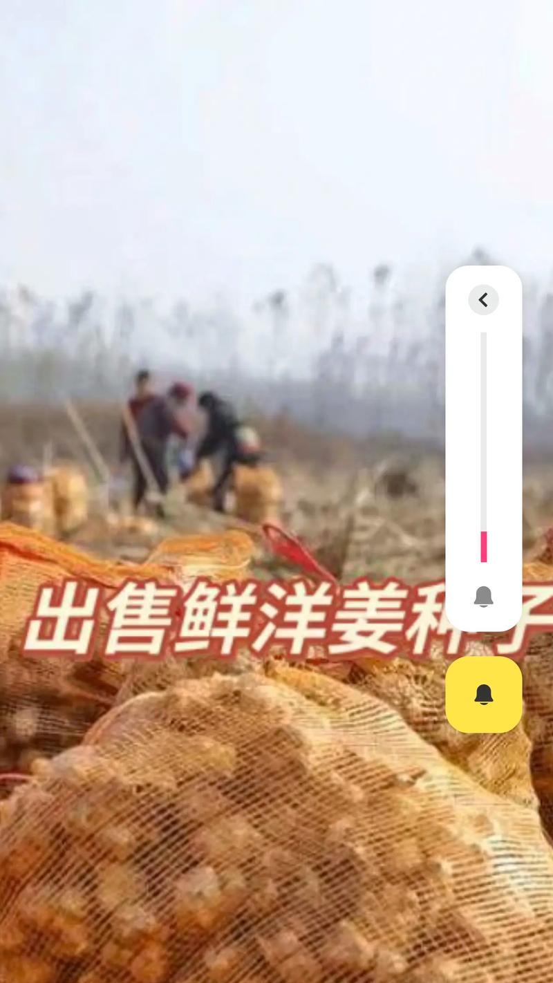 洋姜种植时间与高效栽培策略全解析？
