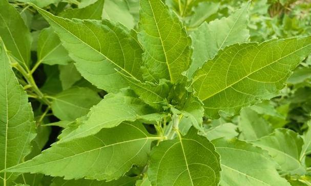 洋姜种植时间与高效栽培策略全解析？
