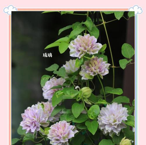 铁线莲最漂亮三个品种？
