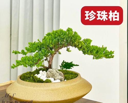 室内观叶植物盆栽绿植？