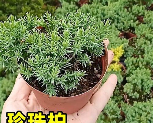 室内观叶植物盆栽绿植？