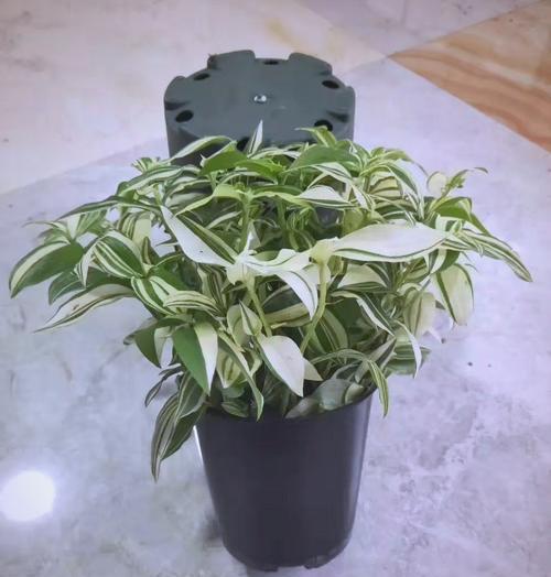 花叶吊竹梅？