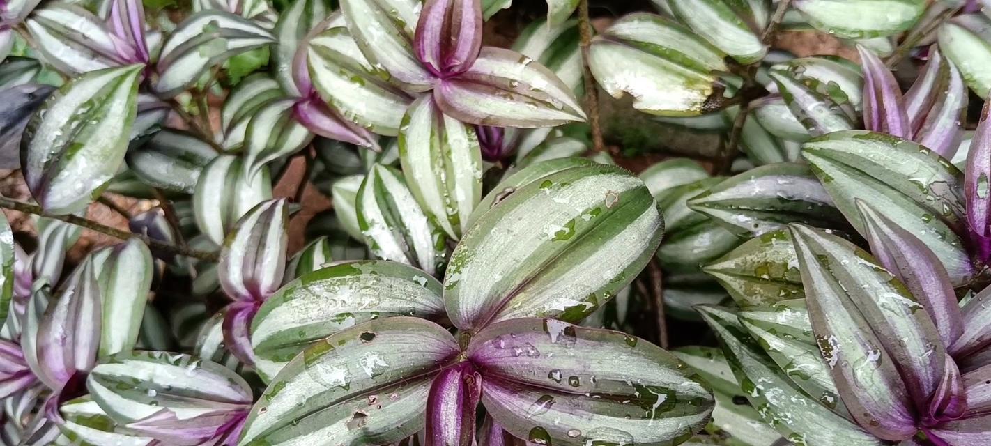 花叶吊竹梅？