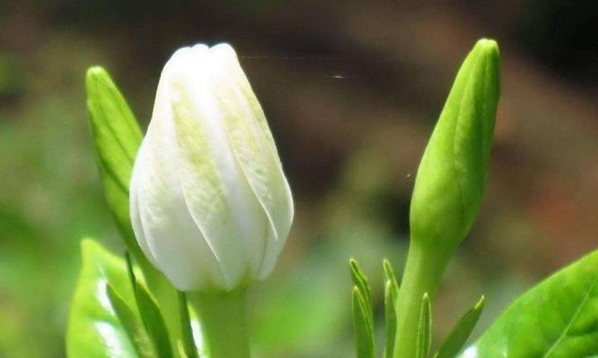 3、5月，栀子花要“虐养”，牢记“4句口诀”，花朵又白又香？