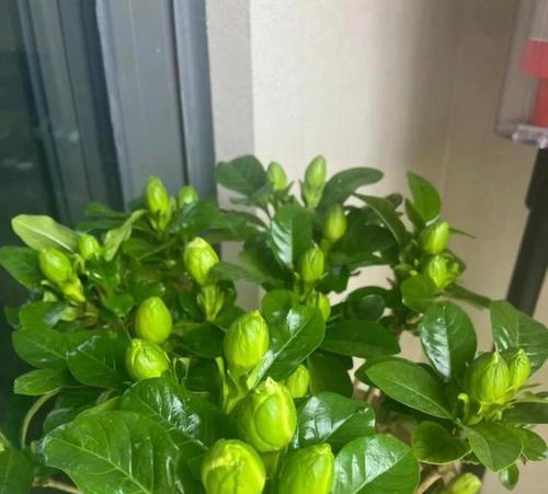 3、5月，栀子花要“虐养”，牢记“4句口诀”，花朵又白又香？