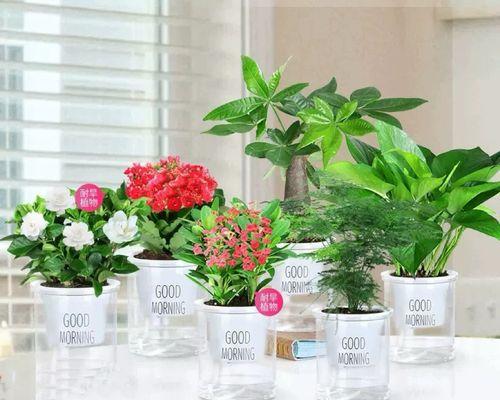 植物盆栽水培绿萝？
