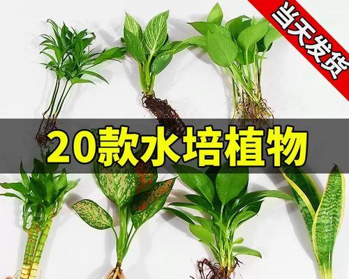 植物盆栽水培绿萝？