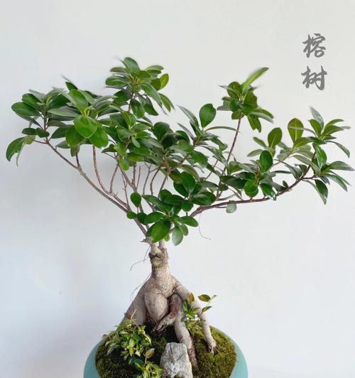 榕树树盆景？