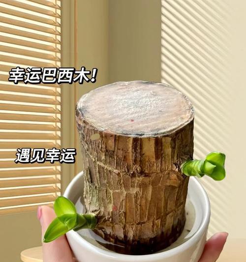 7款“浇不死”的花？水越多长得越好，适合“管不住手”的人吗？
