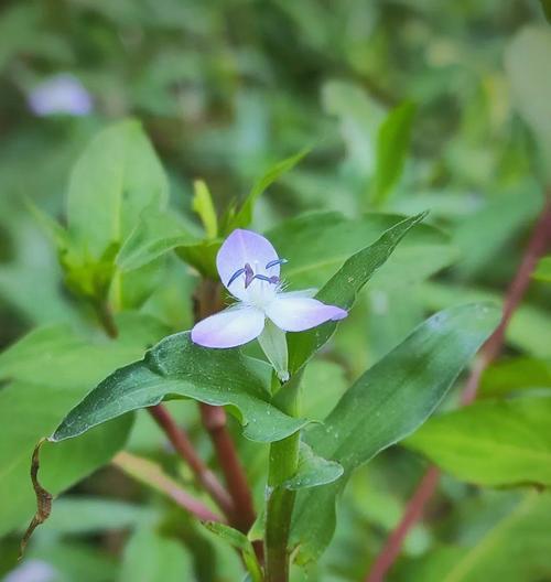 水竹开花吗？开花是什么样子的？