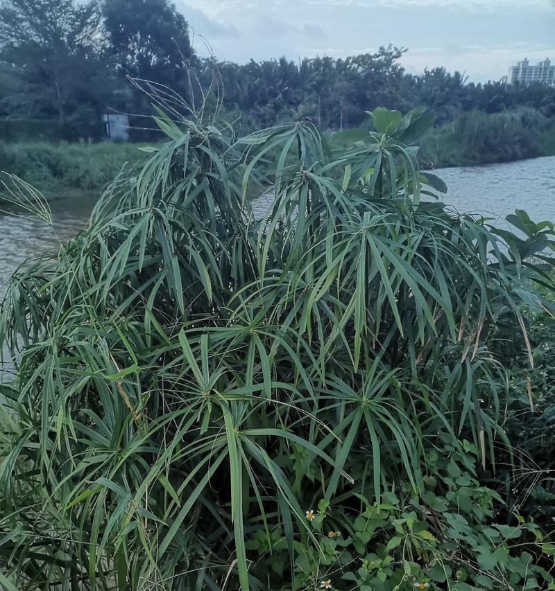 水竹开花吗？开花是什么样子的？