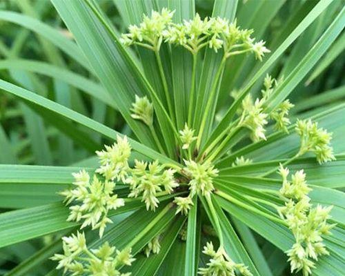 水竹开花吗？开花是什么样子的？