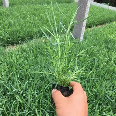 石竹栽种有哪些技巧？