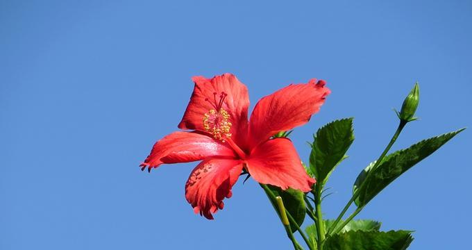 扶桑单朵花期多久？红色一天，黄橙四天不等吗？