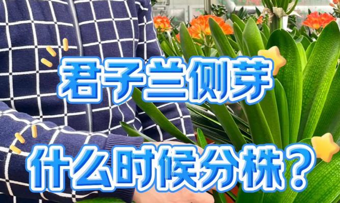 君子兰从小培育的正确方法是什么？