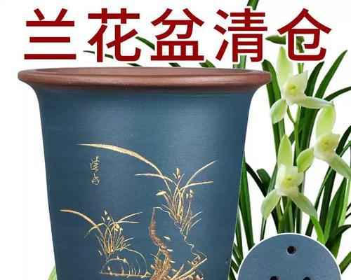 君子兰适合哪种花盆？