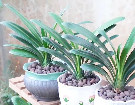 君子兰适合哪种花盆？
