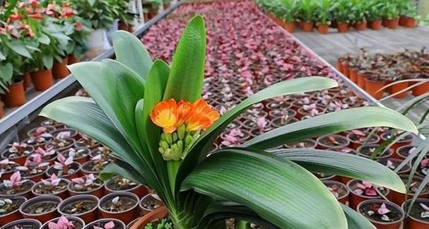 君子兰适合哪种花盆？