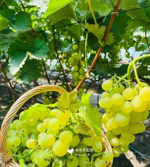木子秋玫瑰花的养殖方法是什么？