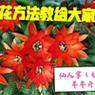白檀仙人掌肥料的正确使用方法是什么？