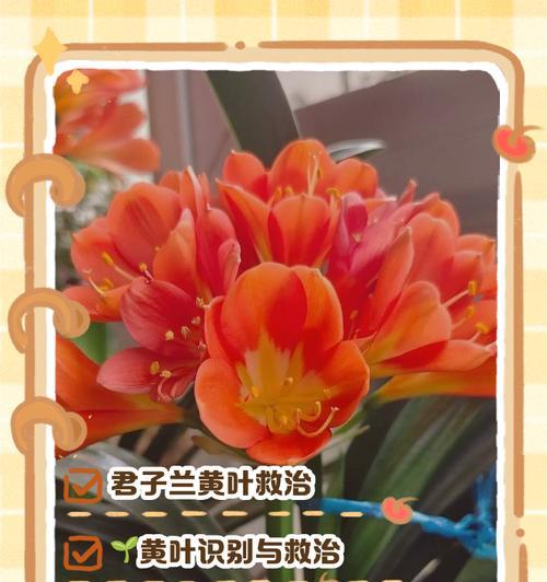 君子兰叶子边缘发蔫的可能原因是什么？