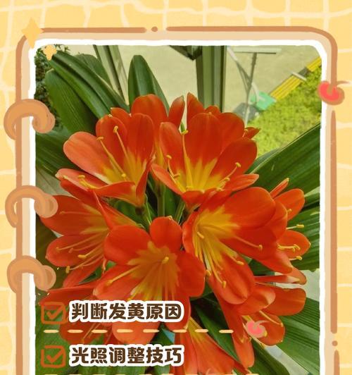 君子兰叶子边缘发蔫的可能原因是什么？