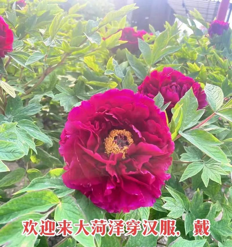 牡丹花玉石簪花的养殖技巧是什么？