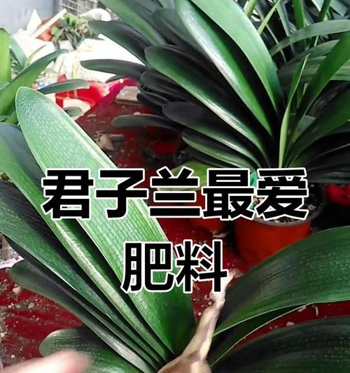 君子兰开花期应该浇什么？