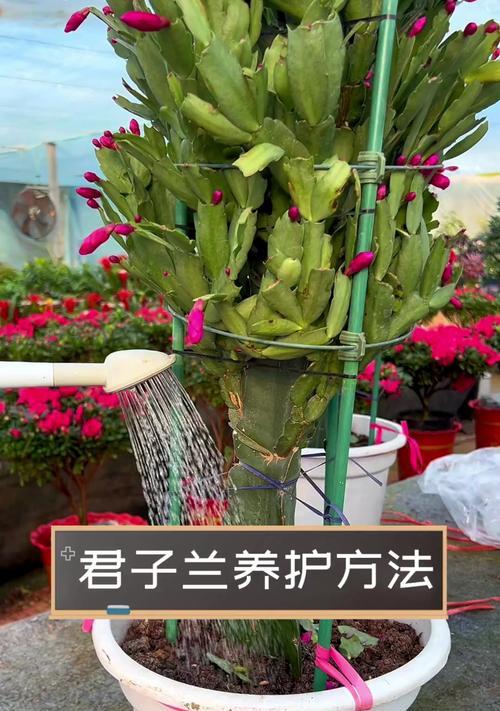 带手镯的君子兰养殖方法是什么？