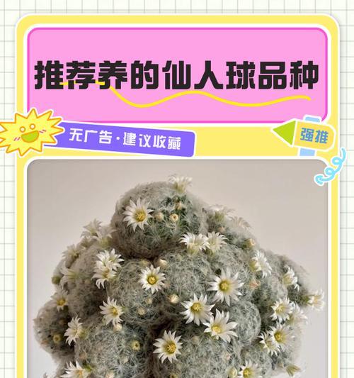 仙人球上长疙瘩的品种有哪些？