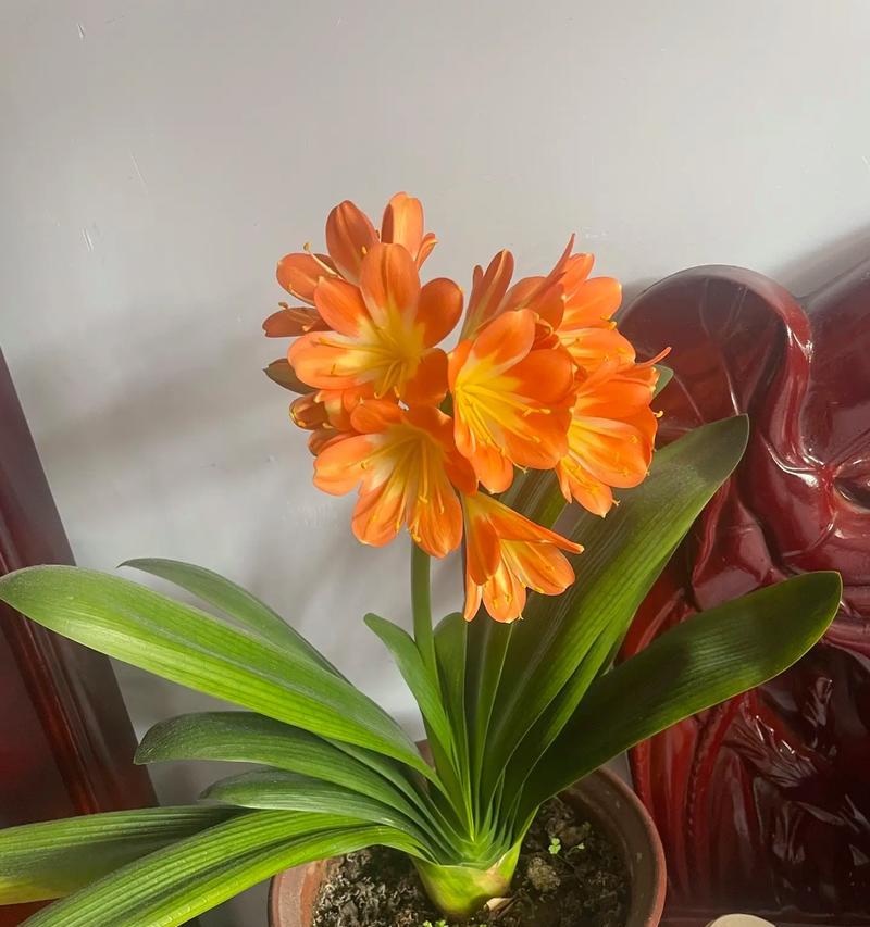 君子兰出现花苞的迹象是什么？