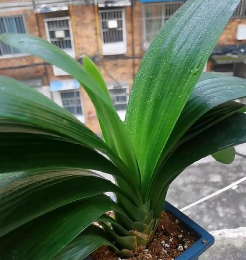 君子兰开花的理想温度范围是多少？