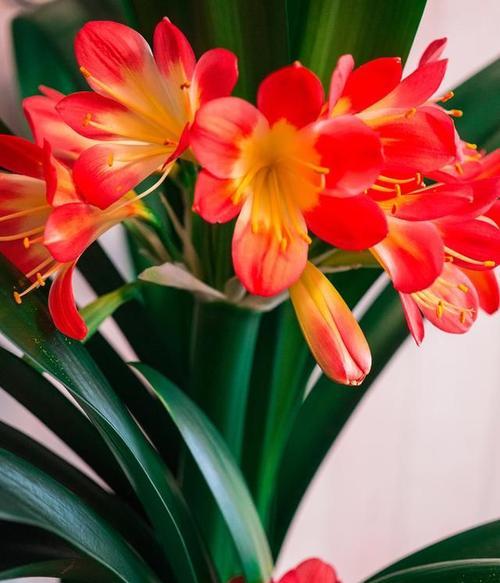 君子兰开花的理想温度范围是多少？