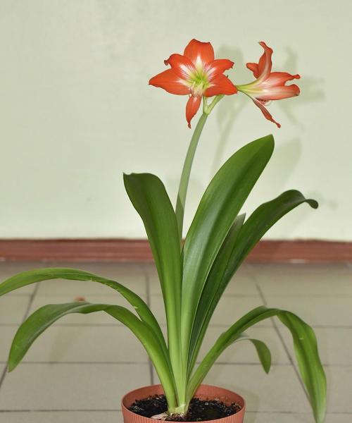 君子兰开花的理想温度范围是多少？