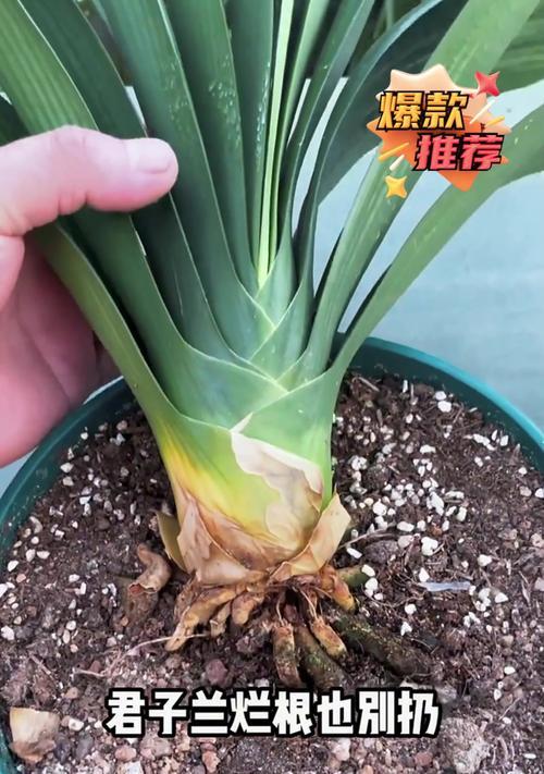 如何培养极品君子兰大苗？
